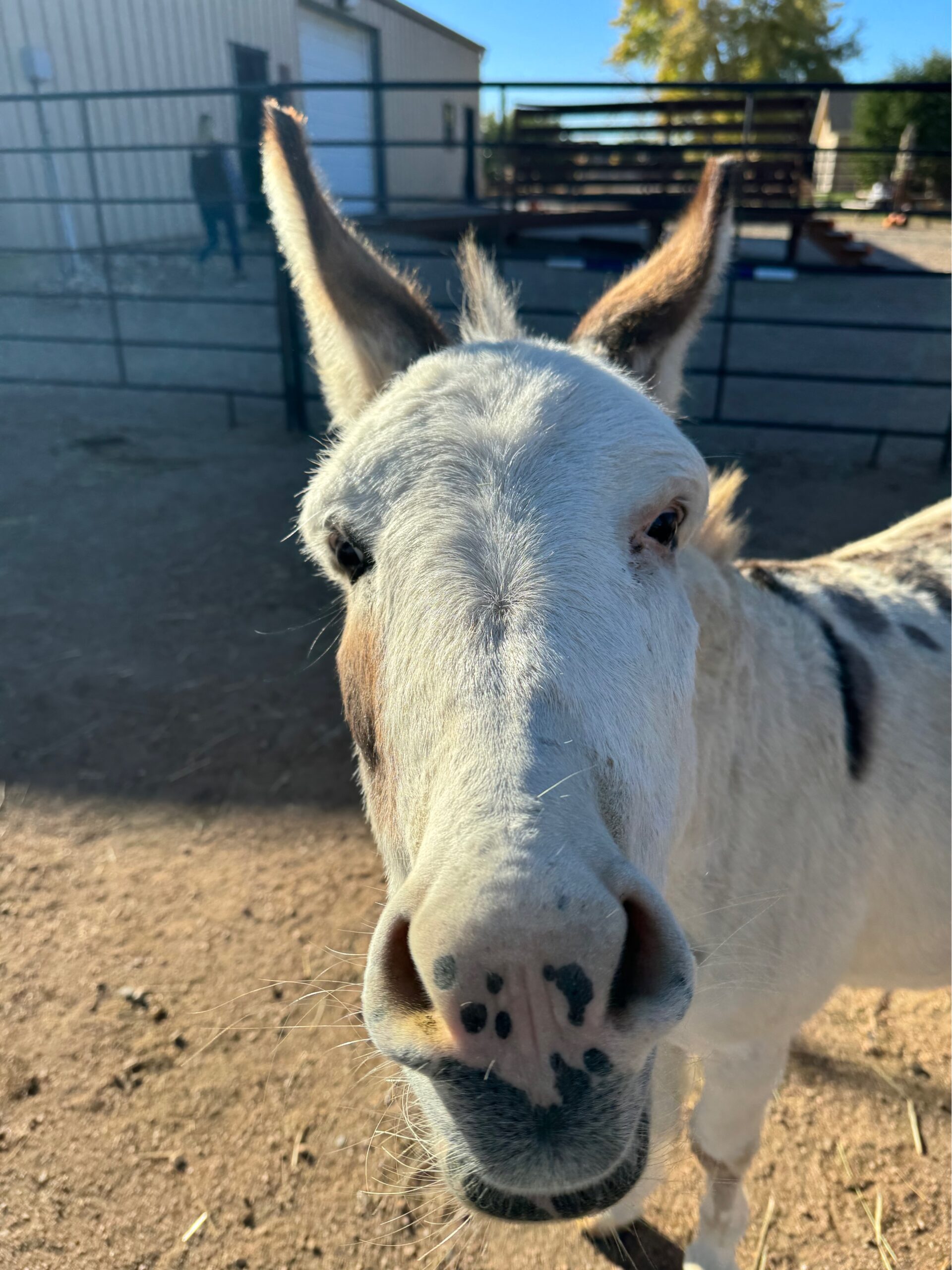Horse Herd Horse Herd