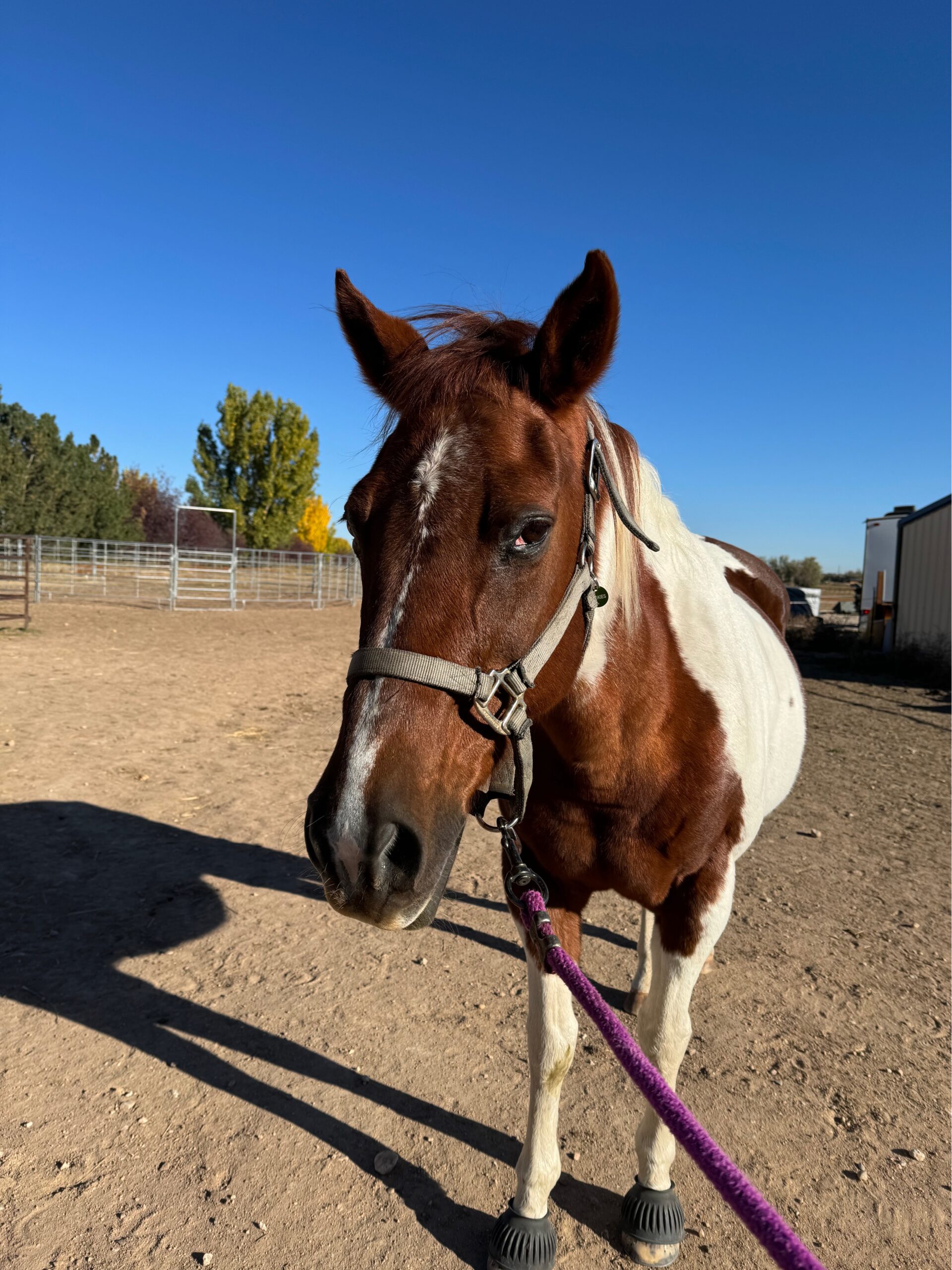 Horse Herd Horse Herd