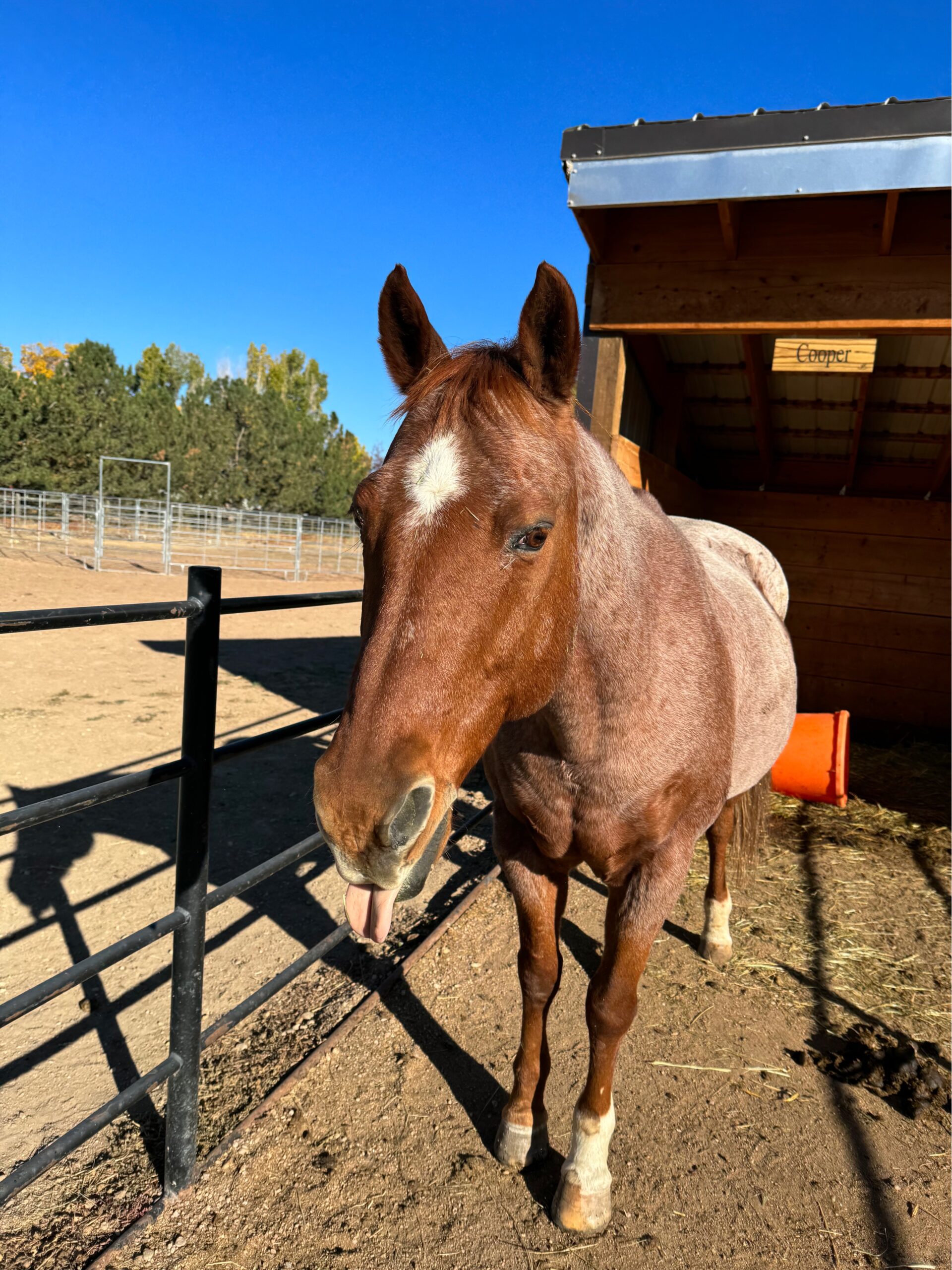 Horse Herd Horse Herd