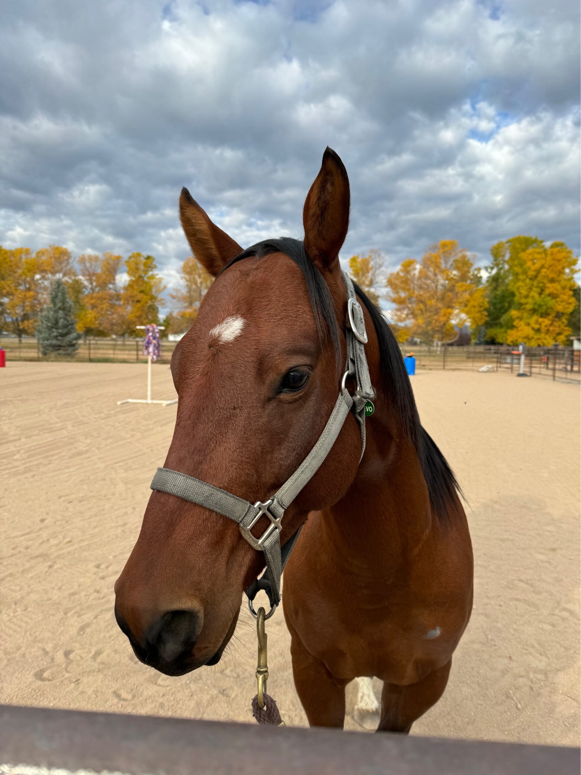 Horse Herd Horse Herd